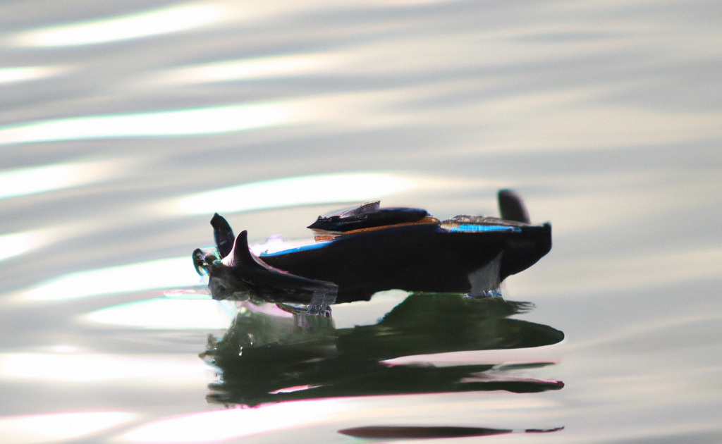 Exploring the World of RC Boat Cargo and Transportation